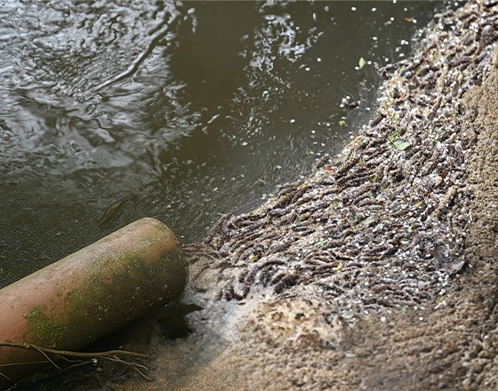 sewage water